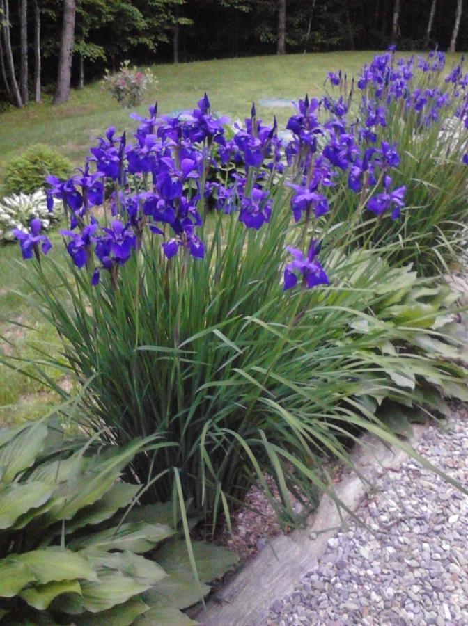 Blueberry Fields Bed&Breakfast Jefferson Exterior foto